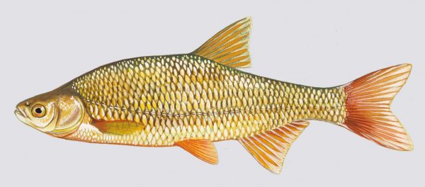 Jumbo Golden Pond Shiners